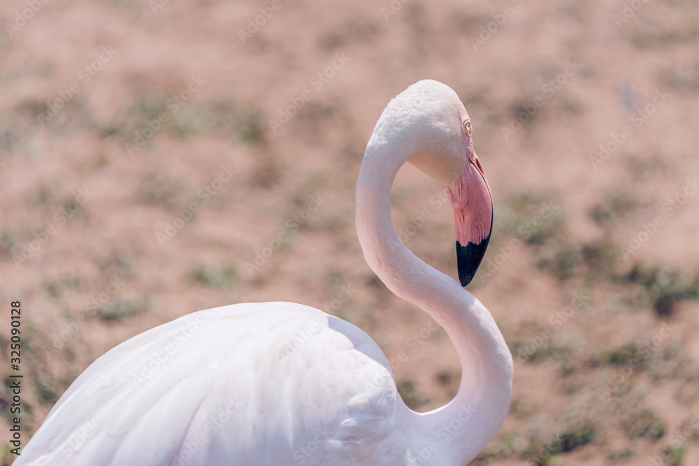 pink bird flamingo standing at park