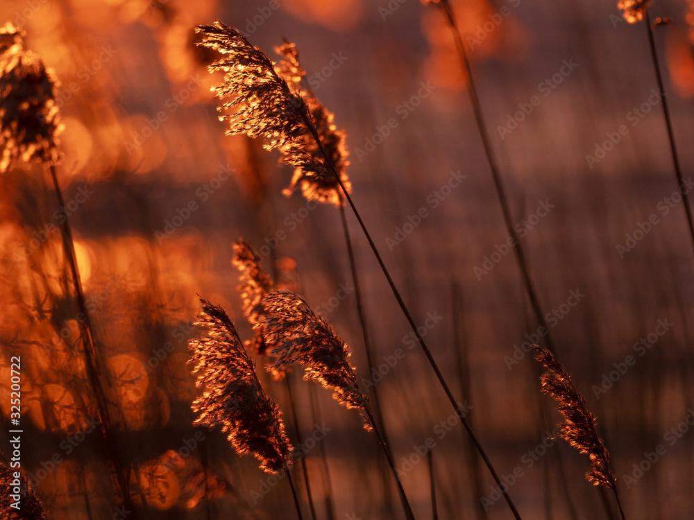The reeds close-up at a mystical sunset. Nature background series