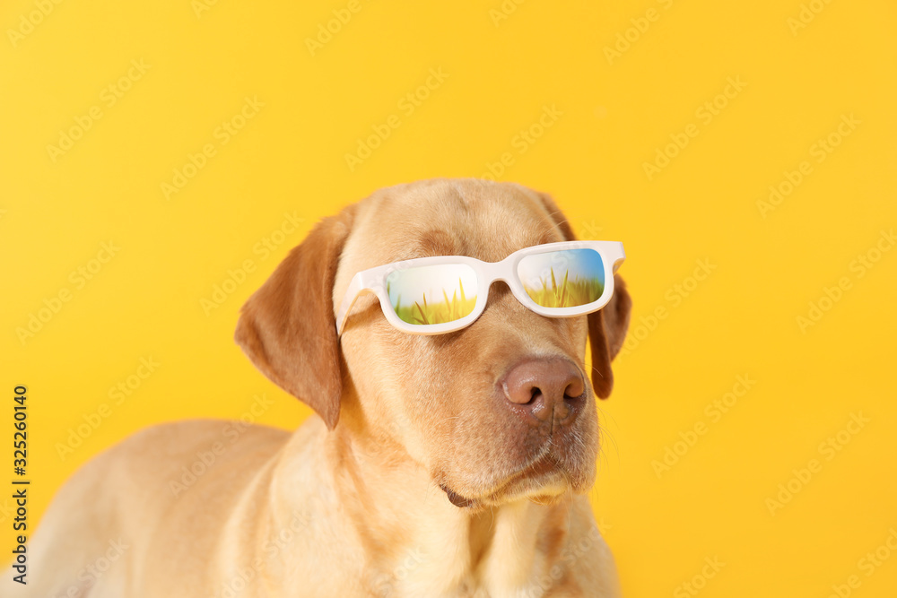 可爱的狗，在彩色背景上戴着眼镜，反射着绿色的田野