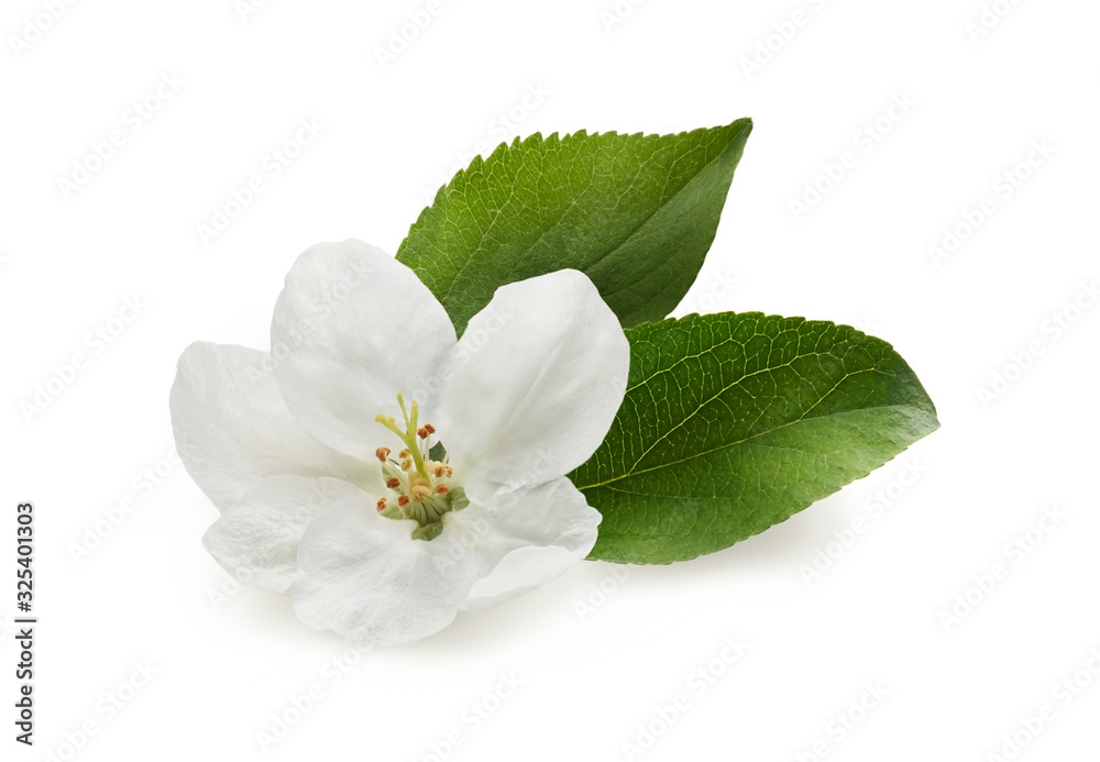 白苹果花，鲜绿色叶子隔离在白色背景上