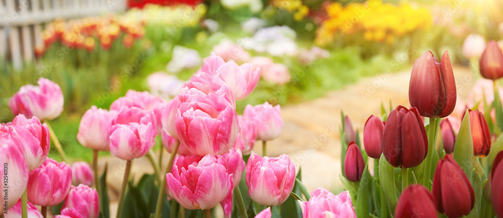美丽的春天花园背景，红色郁金香和花园石径。粉红色郁金香开在树枝上