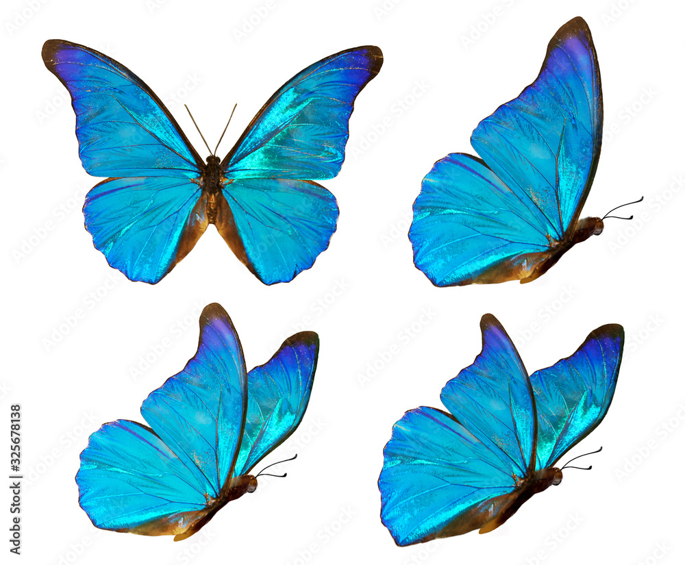 一组四只美丽的蓝色蝴蝶Cymothoe excelsa隔离在白色背景上。蝴蝶Nymp