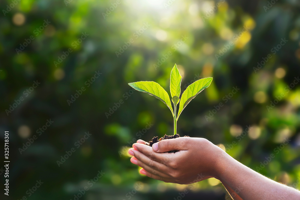 在绿色的自然背景下，让孩子们抱着带着阳光的小植物。概念生态地球日