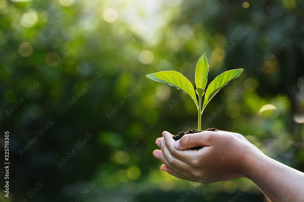 在绿色的自然背景下，用阳光与孩子们一起抱着幼小的植物。概念生态地球日