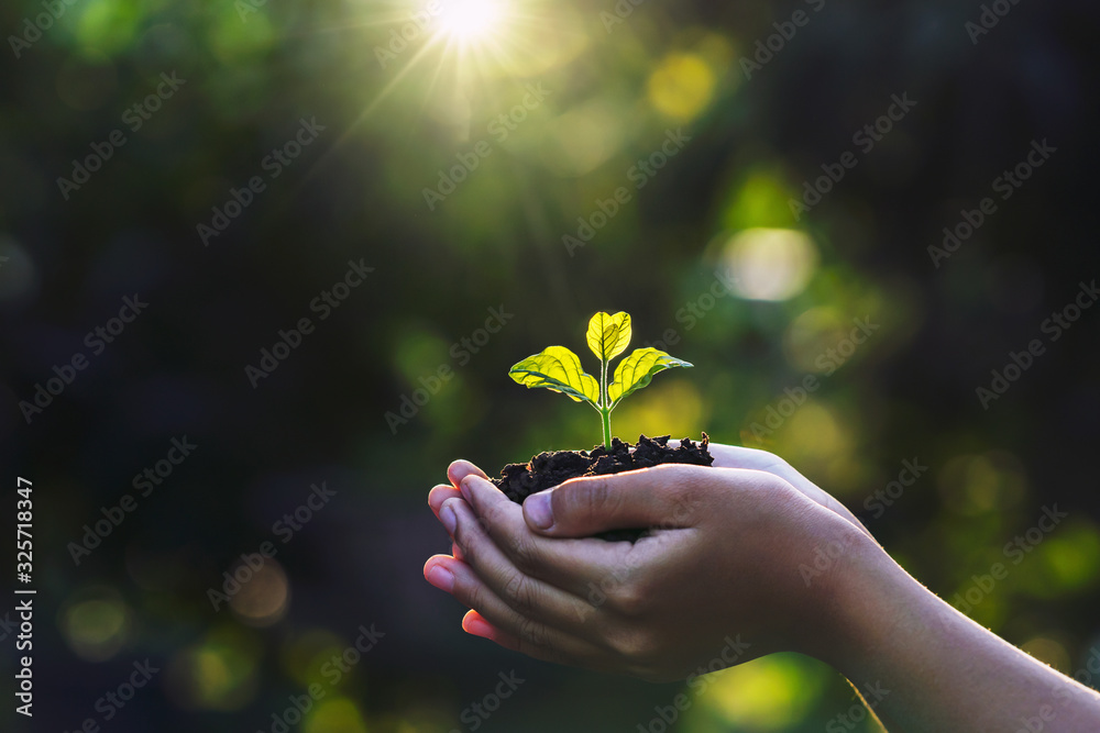 在绿色的自然背景下，让孩子们抱着带着阳光的小植物。概念生态地球日