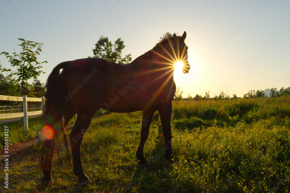 CLOSE UP: Beautiful dark bay horse on a pasture in big meadow field at sunset