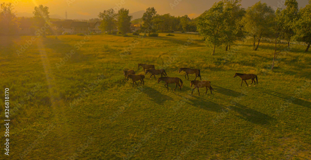 空中表演：风暴前阳光明媚的早晨，绿草地上的马