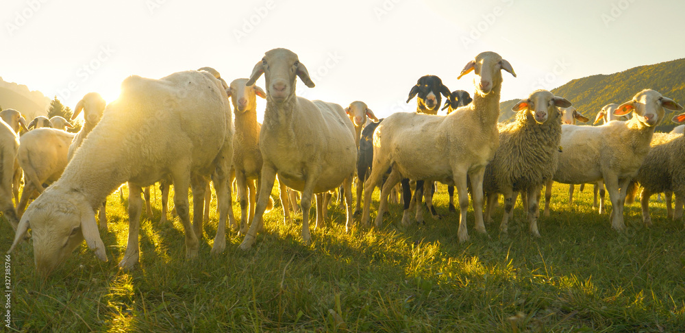 LOW ANGLE, PORTRAIT: Lambs grazing at sunrise curiously look into the camera.