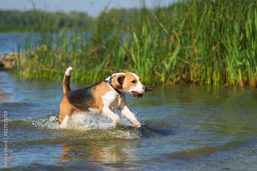 比格犬在河里享受户外水上活动