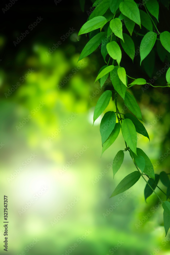 在阳光下，在模糊的绿色背景下，用散焦和复制的自然景观绿叶的特写