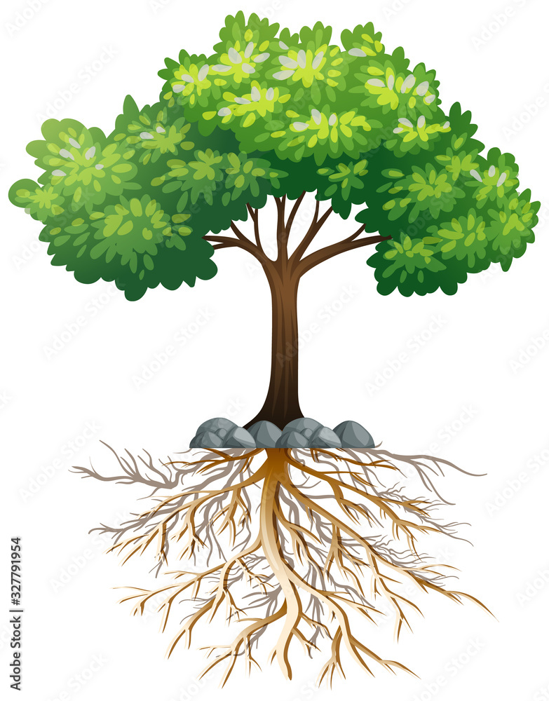 Big green tree with roots underground on white background