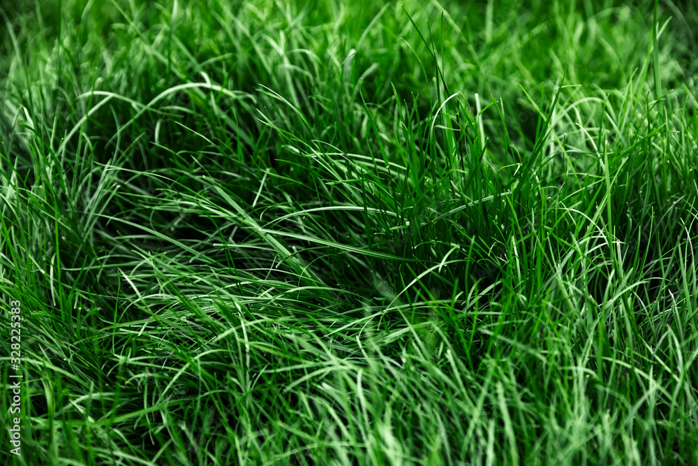 Natural tall green grass background, fresh lawn top view