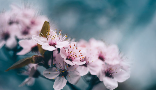 Closeup of spring blossom flower on dark bokeh background. Macro cherry blossom tree branch