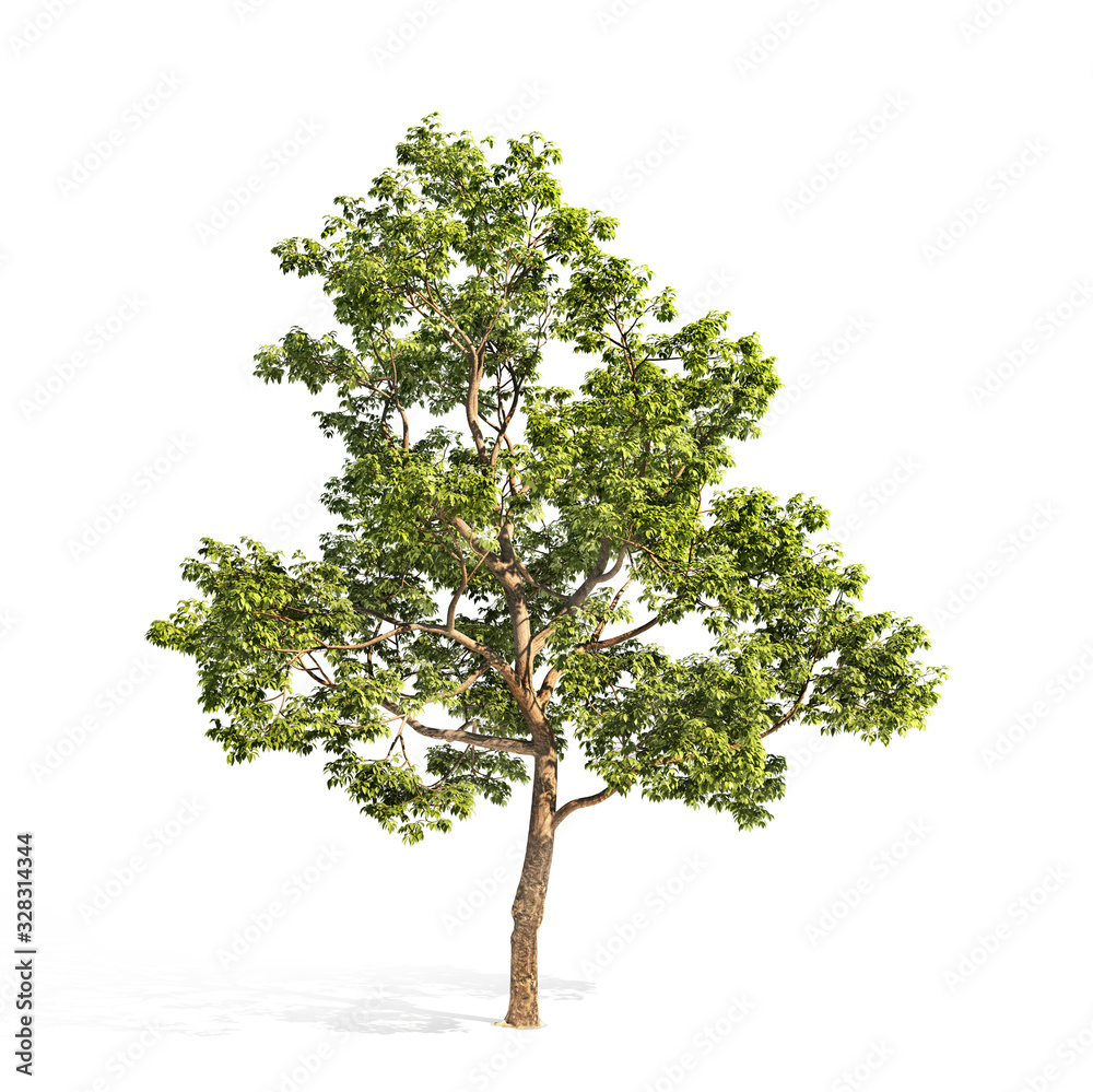Realistic tree on a white background. 3d illustration