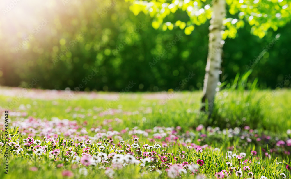 在阳光明媚的日子里，草地上有很多白色和粉色的春天雏菊