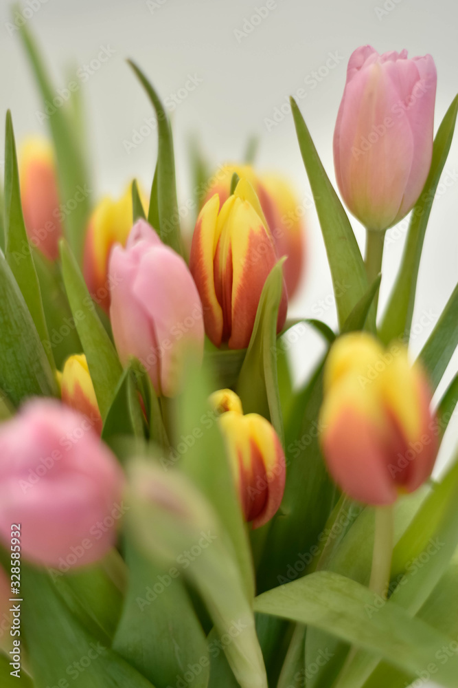 colorful tulips on green background