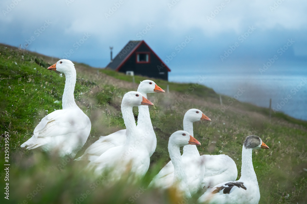 White domestic geese on green grass pasture near tradicional faroese black house. Faroe islands, Den