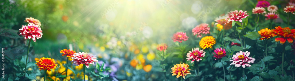 Colorful beautiful multicolored flowers Zínnia spring summer in Sunny garden in sunlight on nature o