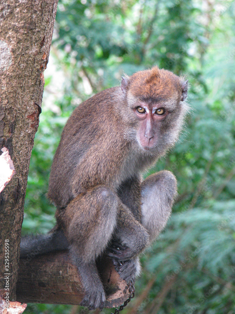 特写：可爱的猕猴坐在树枝上，环视丛林公园。