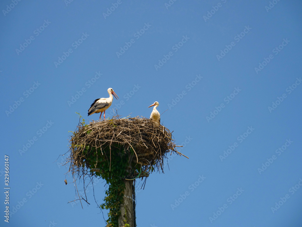 Beautiful shot of a young stork family spending a sunny spring day in their nest