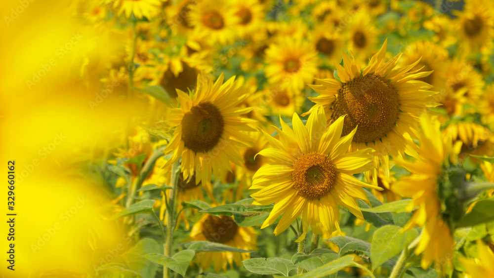 CLOSE UP Cinematic shot of a plantation of sunflowers as they sway in the breeze
