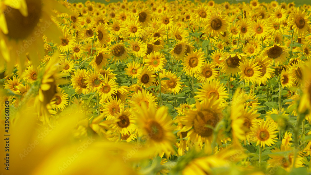 CLOSE UP: Beautiful view of a field of sunflowers swaying in the summer breeze