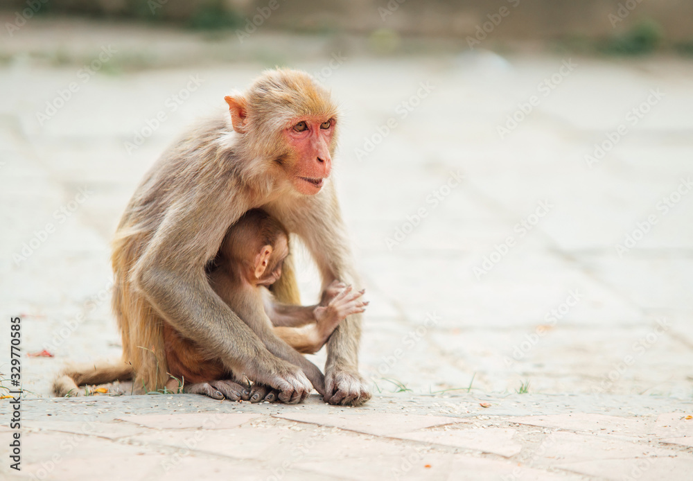  Mother monkey sitting on ground protecting and nurturing its cub looking around. Funny animals conc