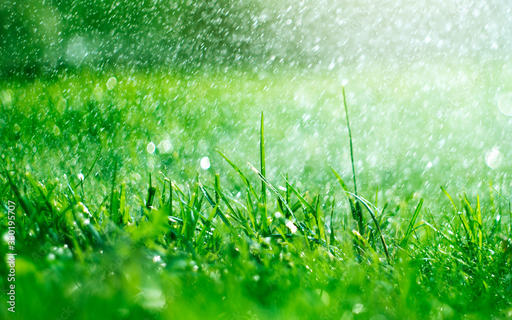 有雨滴的草地。正在浇水的草坪。下雨。有水滴的模糊草地背景特写。自然