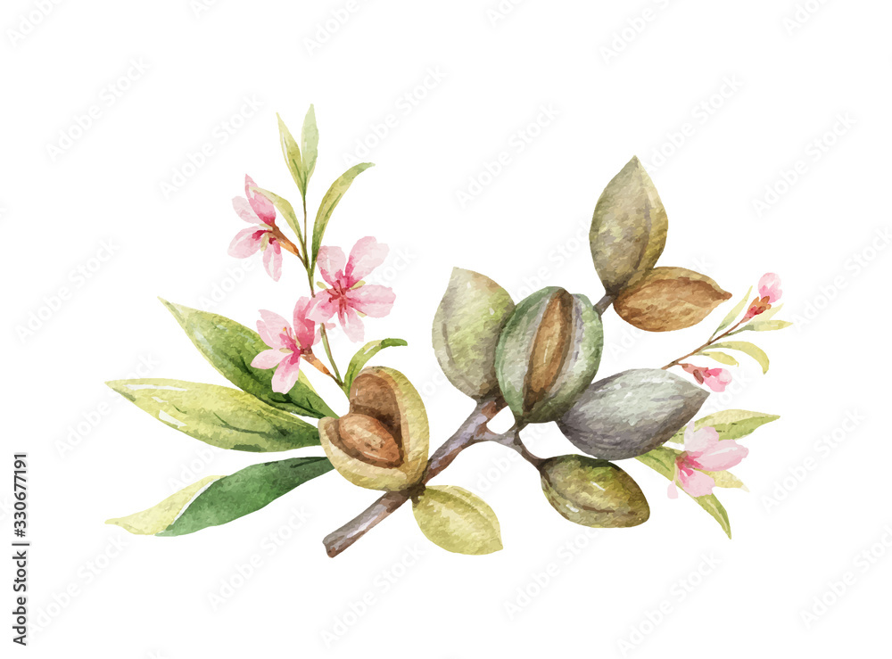 Watercolor vector wreath of fruits and leaves of almonds.