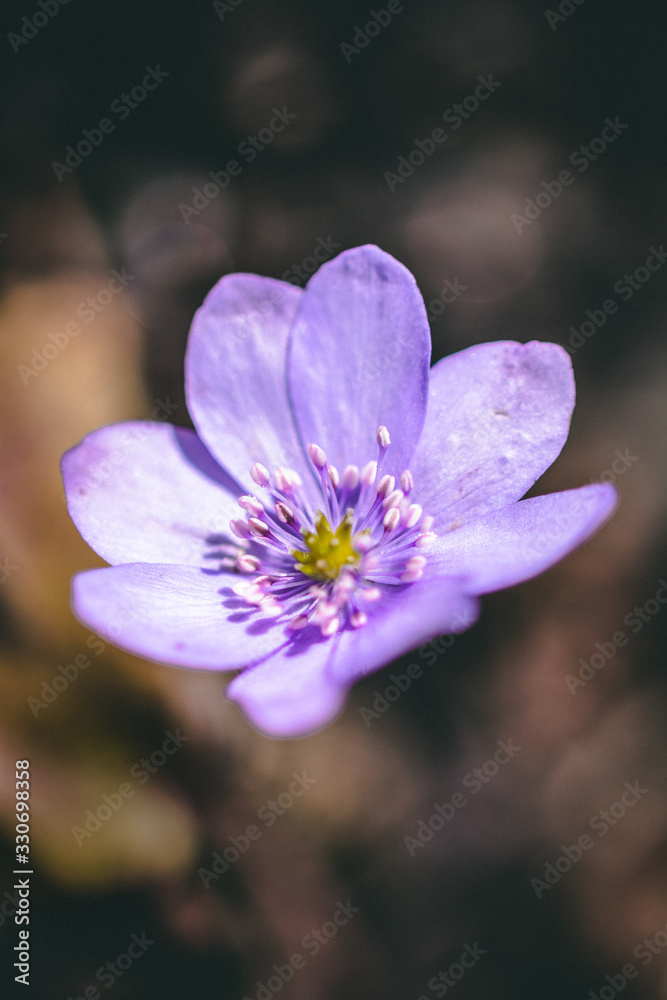 Macro of purple Anemone Hepatica (liverwort) flower. Shallow depth of field, dark and moody brown ba