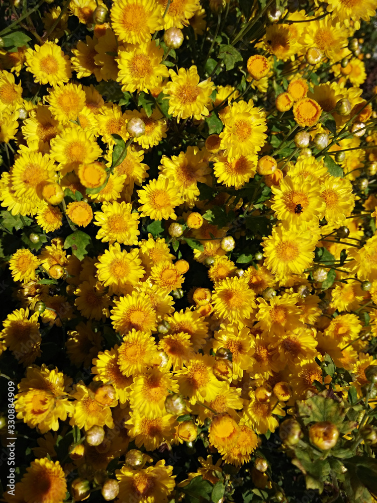 阳光下的鲜黄色菊花