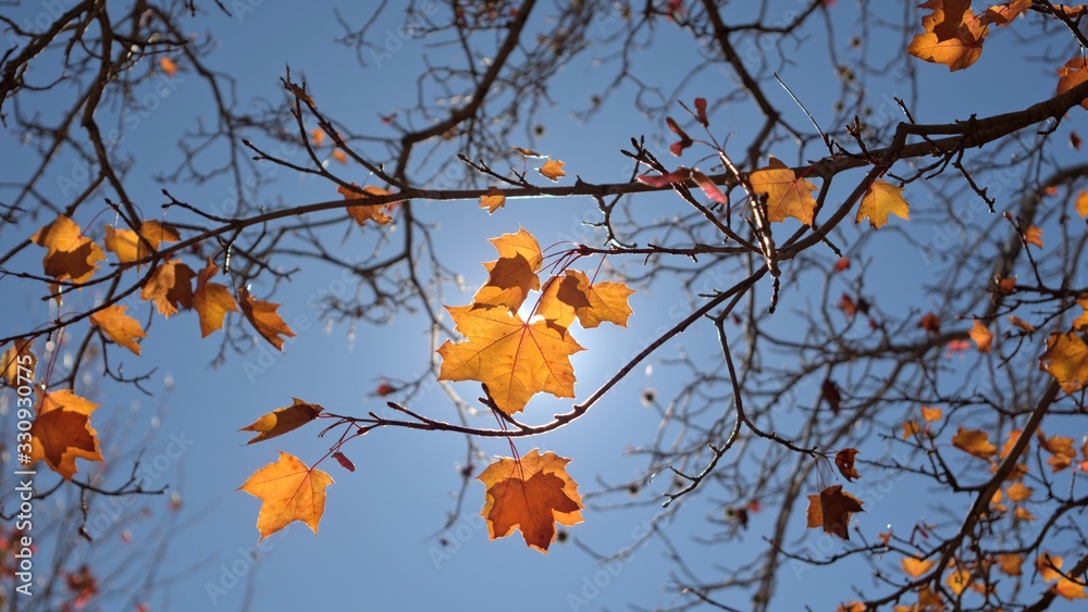 秋天树林树枝上黄色枫叶的背光摄影