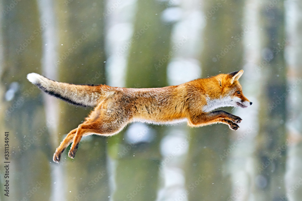 狐狸飞行。红狐狸跳跃，秃鹫，来自欧洲的野生动物场景。橙色毛皮动物穿着t