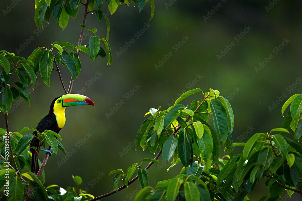 Keel-billed Toucan, Ramphastos sulfuratus, bird with big bill sitting on branch in the forest, Costa