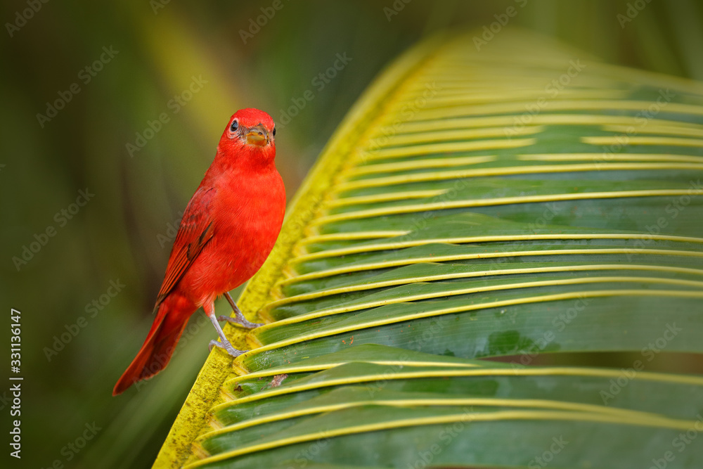 Red bird in green vegetation. Red tanager on the big palm leave. Summer Tanager, Piranga rubra, red 