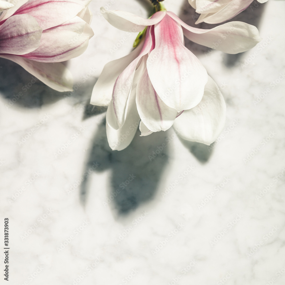 白色大理石桌子上美丽的粉红色木兰花。俯视图。平面布置。春季简约概念。