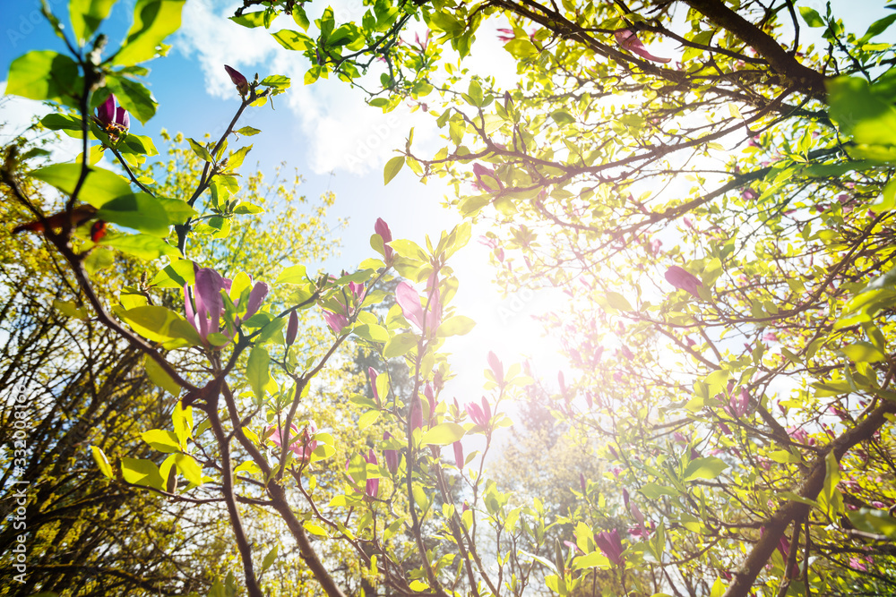 木兰树在温暖晴朗的日子里开出春天的花朵和叶子