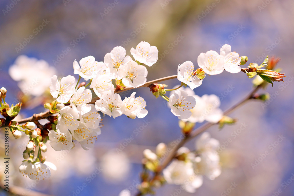 Sakura - dreamy japanese white cherry blossom