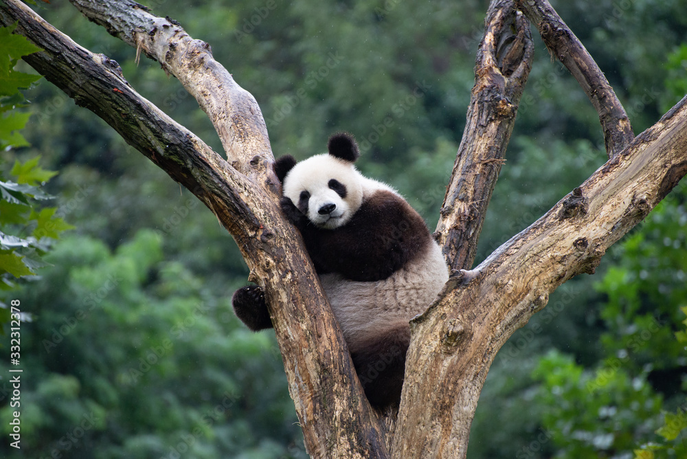中国四川树上的大熊猫