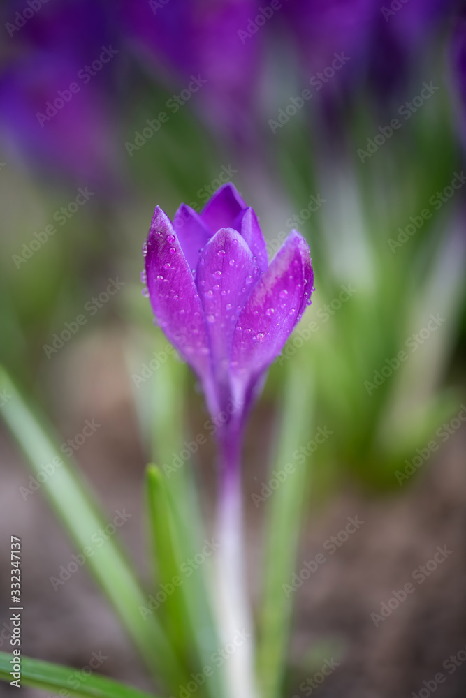 春雨过后美丽的紫罗兰色春天番红花。草坪上花园里的藏红花