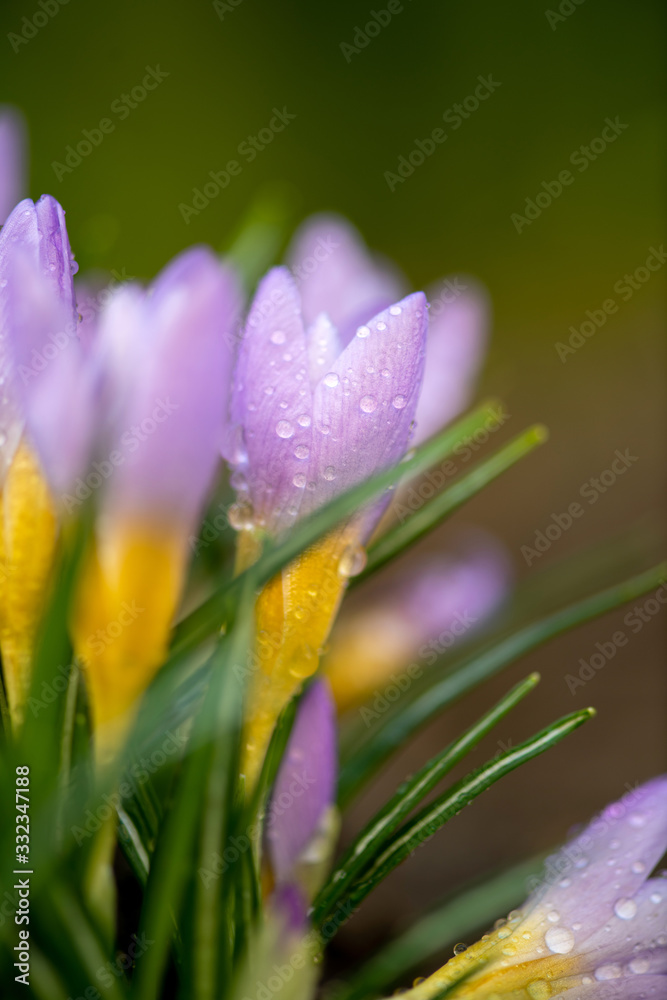 春雨过后美丽的紫罗兰春天番红花。草坪上花园里的藏红花