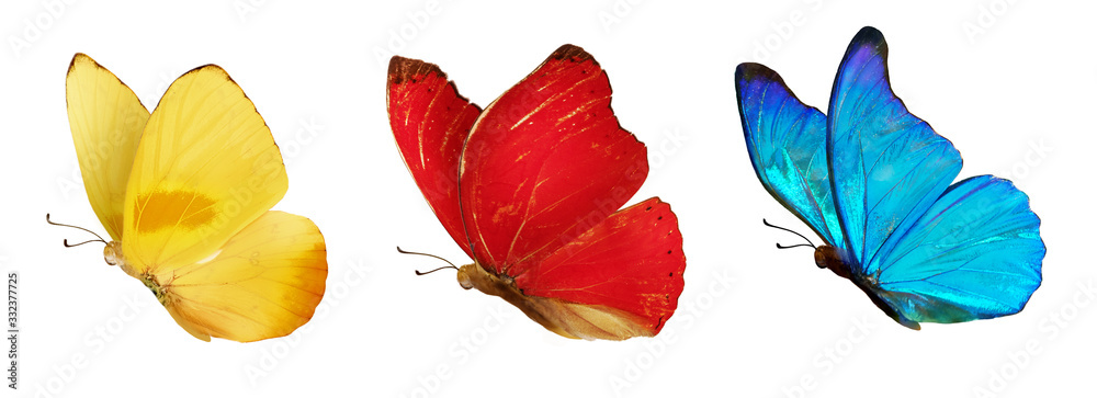一组美丽的蓝色、黄色和红色蝴蝶。Cymothoe excelsa孤立在白色背景上。Bu