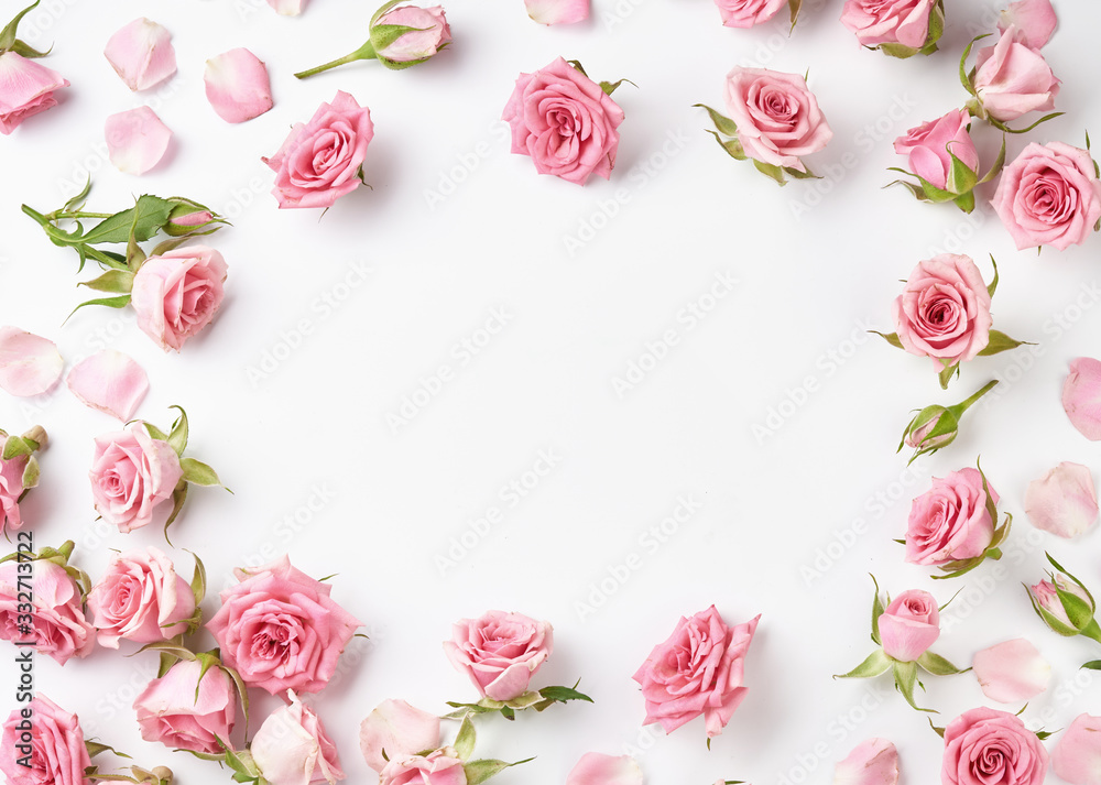 白色背景上的玫瑰花，带有用于设计、文本的复制空间。粉色玫瑰和玫瑰b的俯视图