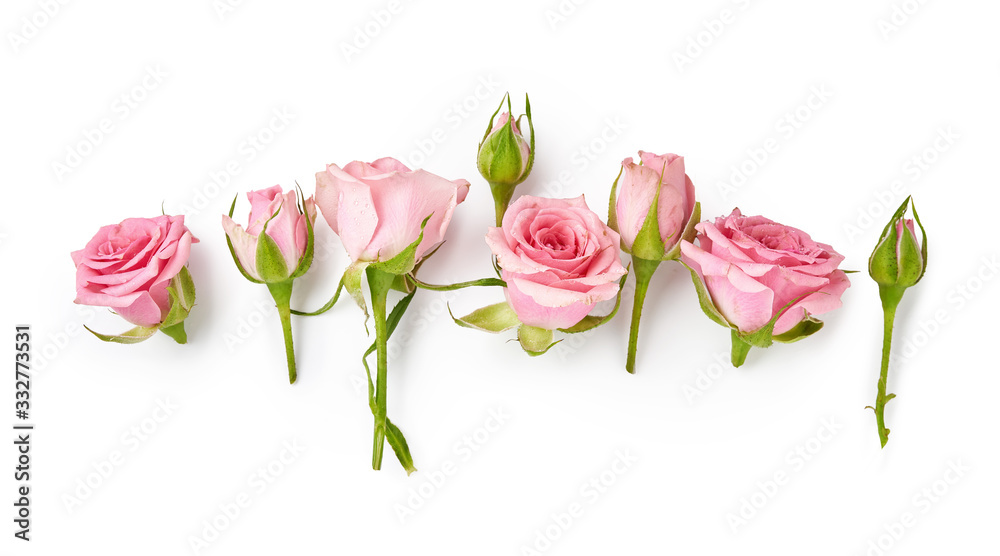 白色背景上的玫瑰花。粉色玫瑰和玫瑰花蕾的俯视图。
