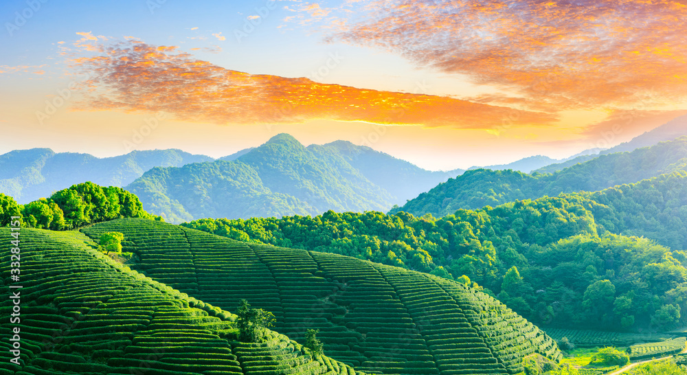落日余晖下的绿茶山，茶园背景。