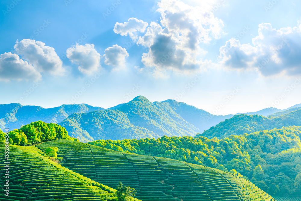 阳光明媚的绿茶山，茶园的自然背景。