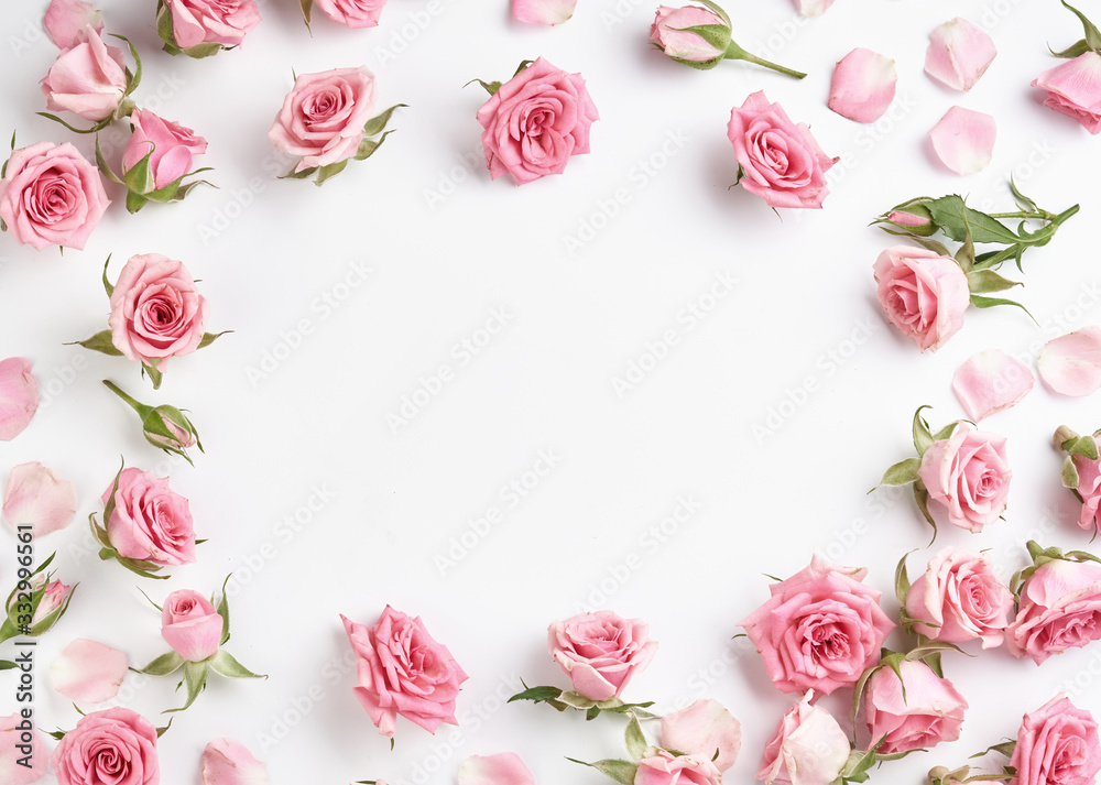 白色背景上的玫瑰花，带有用于设计、文本的复制空间。粉色玫瑰和玫瑰b的俯视图