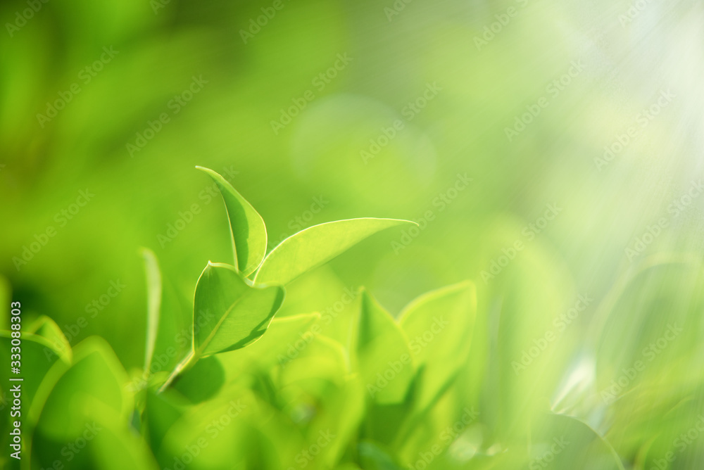 Close-up of nature, green leaves on a blurred green background under morning sunlight with bokeh and