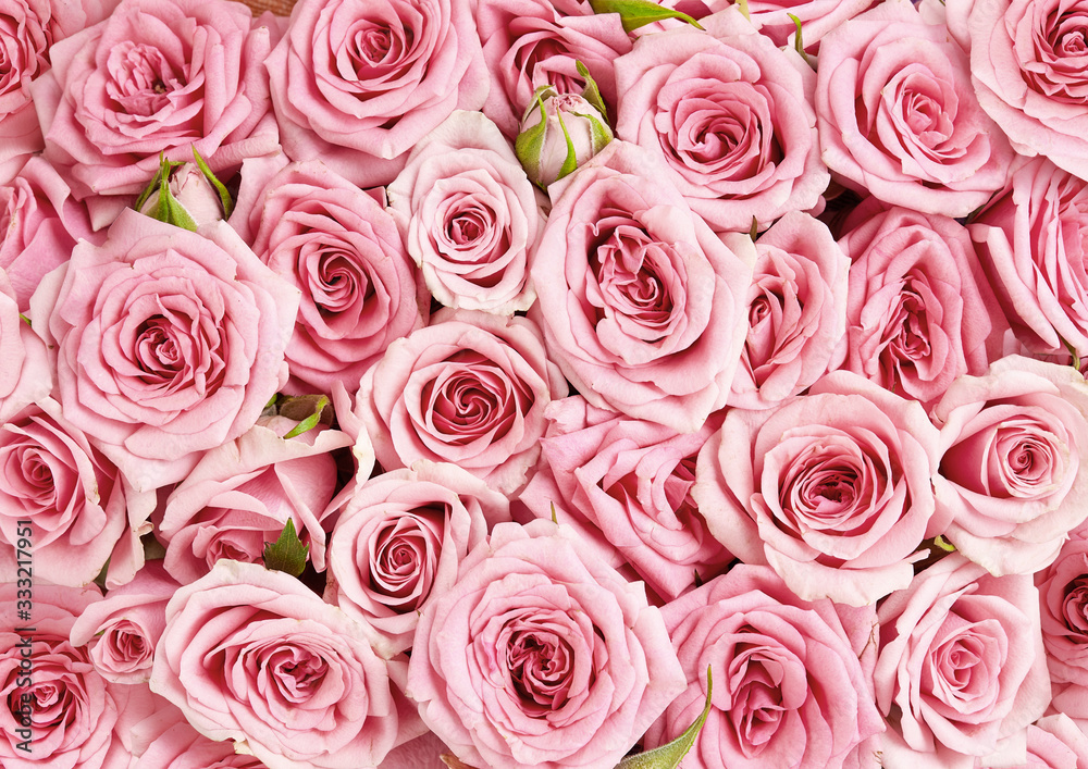 粉色玫瑰的背景图像。玫瑰花的俯视图