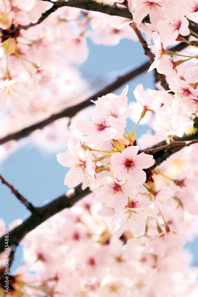 Sakura - Japanische Kirschblüte 